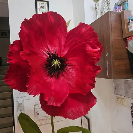 Nicoleta Băile Olăneşti