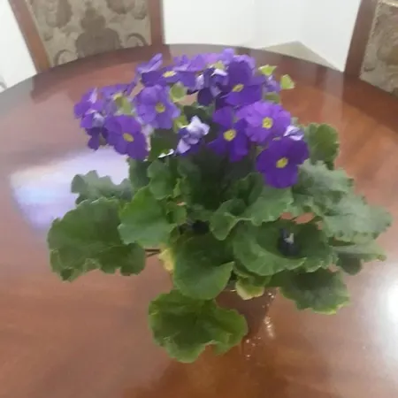 Nicoleta Πανσιόν Băile Olăneşti